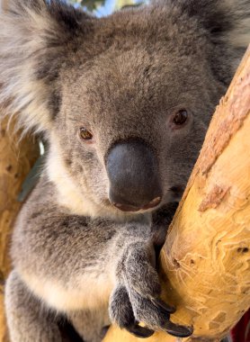 Avustralya 'ya özgü bir koala sakız ağacında oturur.