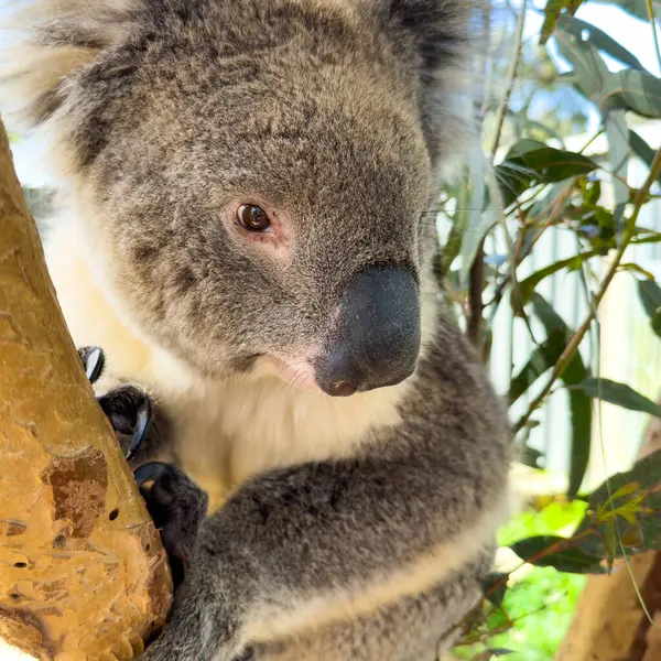 Oso Koala Nativo Australia Sienta Árbol Goma —  Fotos de Stock