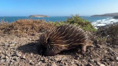 Güney Avustralya 'daki Fleurieu Yarımadası' nın kıyı şeridi boyunca karıncaları kazıp yiyen bir ekidna veya dikenli karıncayiyen görüntüsü 4k video görüntülerinde