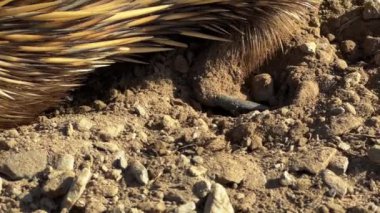 Güney Avustralya 'daki Fleurieu Yarımadası' nın kıyı şeridi boyunca karıncaları kazıp yiyen ekidne ya da dikenli karıncayiyeni kapatın.