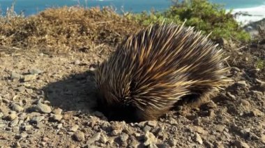 Güney Avustralya 'daki Fleurieu Yarımadası' nın kıyı şeridi boyunca karıncaları kazıp yiyen bir ekidna veya dikenli karıncayiyen görüntüsü 4k video görüntülerinde