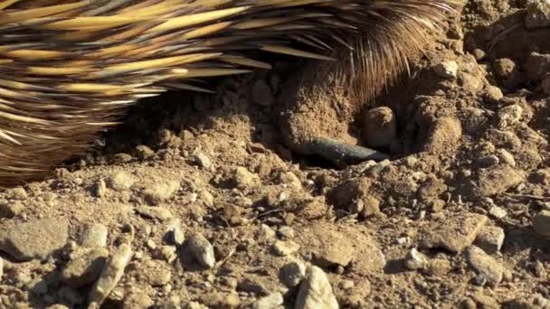 在澳大利亚南部弗勒里厄半岛海岸附近 一只穴居动物或带刺食蚁兽在挖吃蚂蚁 拍摄了4K段视频 — 图库视频影像