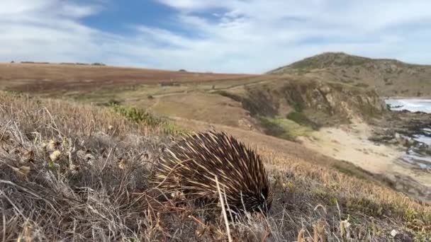 Güney Avustralya Daki Fleurieu Yarımadası Nın Kıyı Şeridi Boyunca Yürüyen — Stok video
