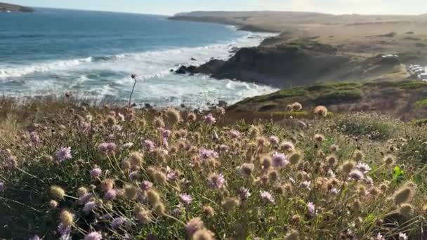 Mirando Través Flores Silvestres Bluff Largo Costa Península Fleurieu Australia — Vídeos de Stock