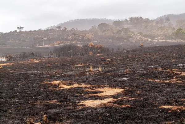 澳大利亚塔斯马尼亚一片被森林大火或野火严重烧毁的土地上的枯草和树木 — 图库照片#
