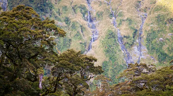 ニュージーランド南島のミルフォード トラックで山を下って来るさまざまな滝に古代の木々を眺める — ストック写真