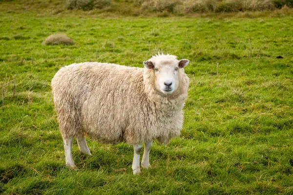 1匹の羊がニュージーランドの農場の緑の草の畑に立っている — ストック写真