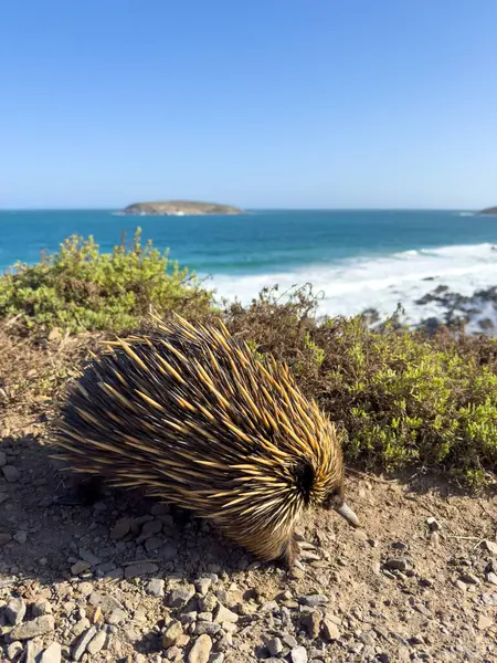 stock image An Echidna in the wild walking along a beach area on the coast of the Fleurieu Peninsula in South Australia