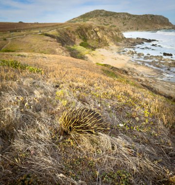 A native Australian Echidna animal in the wild with Rosetta Head in the background along the coast of the Fleurieu Peninsula in South Australia clipart