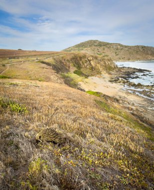 Güney Avustralya 'daki Fleurieu Yarımadası' nın arka planında Rosetta Head ile vahşi doğada yaşayan bir Avustralya Echidna hayvanı.