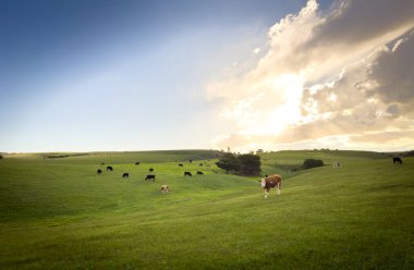 İnekler, Güney Avustralya 'daki Fleurieu Yarımadası' nda dramatik bir gökyüzünün altında güneşli bir yamaçta taze yeşil çimlerle otlarlar.