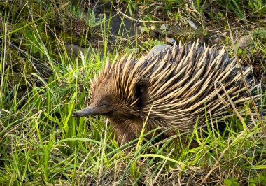 Portrait of an echidna in the wild walking through green grass in Australia clipart