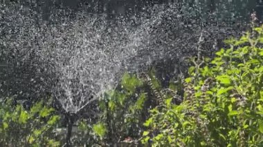 Çiçekleri ve bitkileri sularken bahçedeki sulama sisteminden süzülen su, güneş tarafından arka planda tutuluyor.