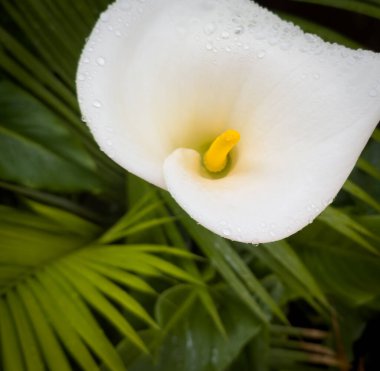 Üzerinde yağmur damlaları olan güzel beyaz Calla Lily çiçeği. Sığ bir odak noktası ve arkasında yeşil yapraklar var.