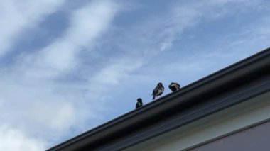 İstilacı baş belası kuş yaygın Starling ya da Avrupa Starling Sturnus vulgaris mavi gökyüzü, bulutlar ve kopyalama alanı olan bir evin oluklarına yuva yapmış.
