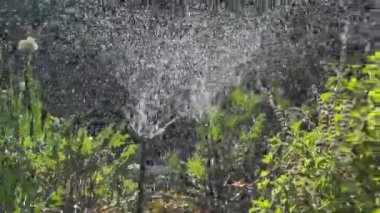 Çiçekleri ve bitkileri sularken bahçedeki sulama sisteminden süzülen su, güneş tarafından arka planda tutuluyor.