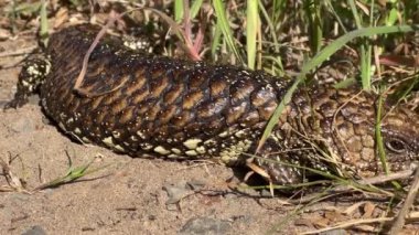Avustralya doğumlu Tiliqua rugosa Shingleback ya da kısa kuyruklu kertenkele olarak bilinir. Güney Avustralya 'da vahşi doğada güneşleniyor. 4k video görüntüleri.