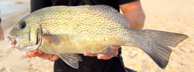 Balıkçı kumsalda taze yakalanmış bir tatlı dudak balığını (Plectorhinchus) elinde tutar.