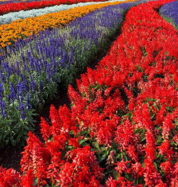 Mor salvia ve kırmızı horoz tarağı çiçekleri güneşli bir günde bir bahçede