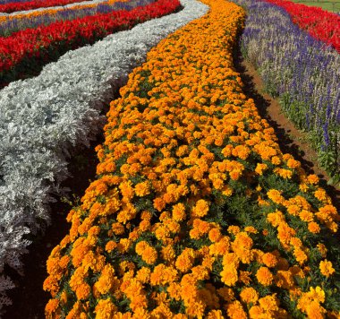 Turuncu kadife çiçekleri güneşli bir günde bahçede çiçek açıyor.
