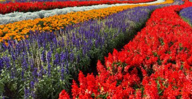 Mor salvia ve kırmızı horoz tarağı çiçekleri güneşli bir günde bir bahçede