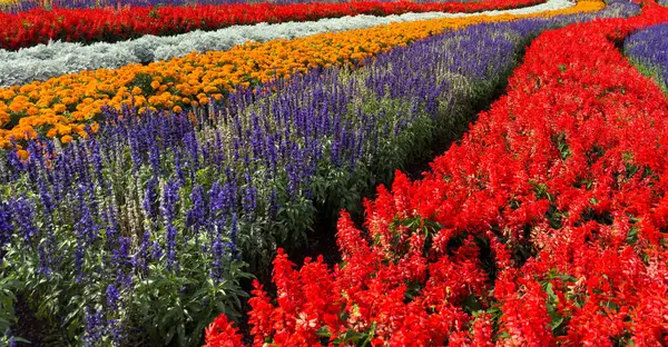 Mor salvia ve kırmızı horoz tarağı çiçekleri güneşli bir günde bir bahçede