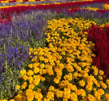 Mor salvia, sarı kadife çiçeği ve güneşli bir günde kırmızı horoz tarağı çiçeği.