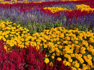 Mor salvia, sarı kadife çiçeği ve güneşli bir günde kırmızı horoz tarağı çiçeği.
