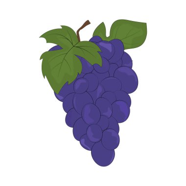 Üzüm ve yapraklar. Mavi üzümler. Doğal ürün. Sağlıklı beslenme ve beslenme. Tebrik kartları, posterler, yamalar, giysilerdeki izler, amblemler. Tatlı üzümler