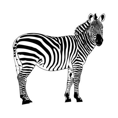 Zebra, çizgili at, Afrika savanı hayvanı, çizgili deri, çizgisel desen. Vahşi bir hayvan, beyaz arka planda sevimli bir karakter. Tebrik kartları, posterler, yamalar, giysilerdeki baskılar, amblemler