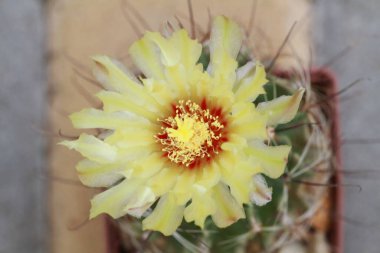 Kaktüs güzel bir çiçekle açar.