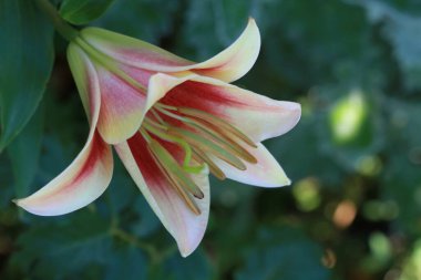 Lily flowers bloom in the garden