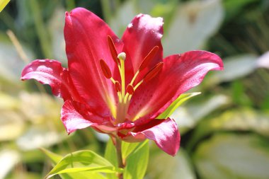 Lily flowers bloom in the garden