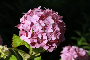 Bahçede açan pembe ortanca çiçeği.