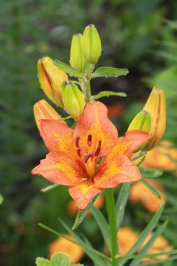 Lily flowers bloom in the garden