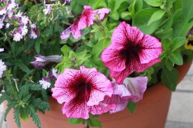   Bahçede petunya çeşitliliği çiçek açar.