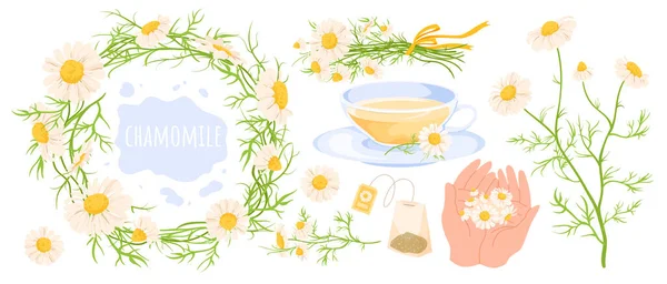 Cartoon wild camomile flowers with white petals and green leaf on stem, herbal tea in cup, daisy floral wreath. Chamomile flowers set vector illustration. hands holding spring and summer blossom