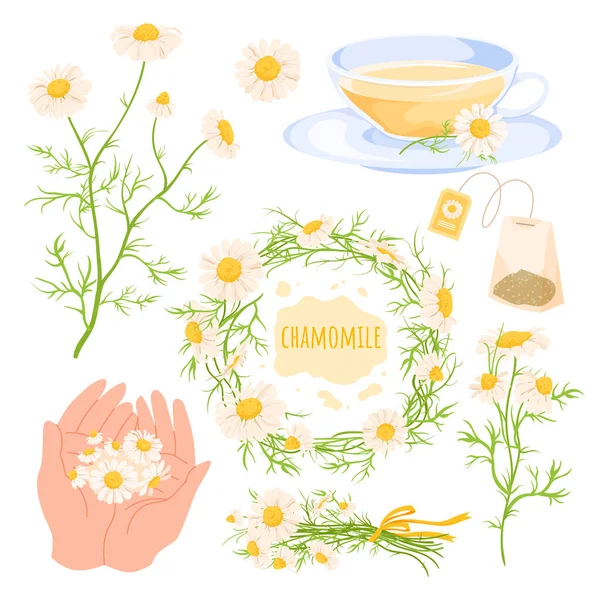 Cartoon wild camomile flowers with white petals and green leaf on stem, hands holding spring and summer blossom, herbal tea in cup, daisy floral wreath. Chamomile flowers set vector illustration
