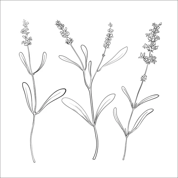 Lavender Plants Flowers Leaves Botanic Simple Thin Line Sketches Set — Stock Vector