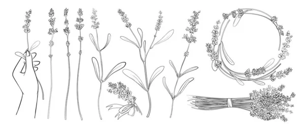 ラベンダー細い線のスケッチベクトルイラストを設定します 手描きの花や葉を持つシンプルなラベンダー植物 野生の花を保持する女性の腕 ラベンダー花輪と花の花束のラウンドボーダーフレーム — ストックベクタ