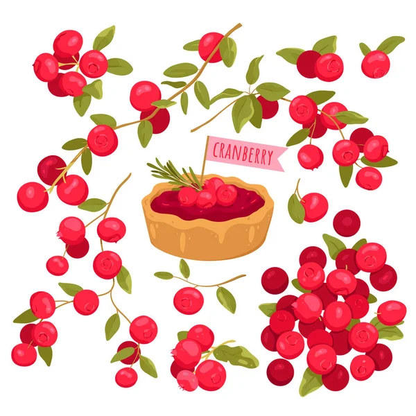 Cranberry Set Vector Illustration Cartoon Isolated Vitamin Red Berry Fruit — Stock Vector
