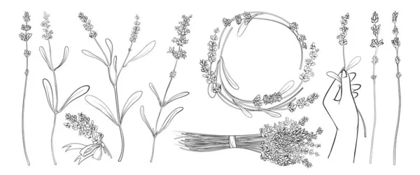 Ручной Рисунок Лавандарные Растения Цветами Листьями Круглые Рамки Украшения Свадебного — стоковый вектор