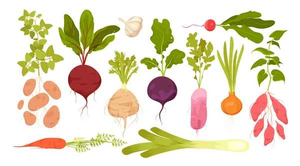 Raíz Verduras Conjunto Vector Ilustración Dibujos Animados Aislados Tubérculos Vitamínicos — Vector de stock