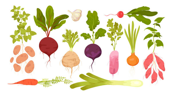 Root vegetables set vector illustration. Cartoon isolated vitamin tubers and green leaf, growing in garden food ingredients collection with leek celery onion potato radish beetroot carrot batatas