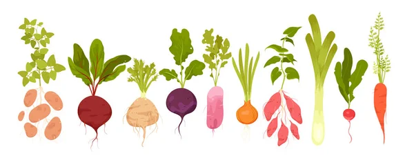 Cartone Animato Isolato Tuberi Vitaminici Foglia Verde Crescendo Giardino Collezione — Vettoriale Stock