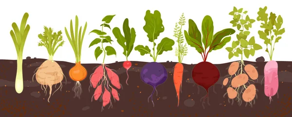 채소는 흙에서 자라며 그래픽 다이어그램 삽화가 속이나 뒷마당에서 자라는 나뭇잎 — 스톡 벡터
