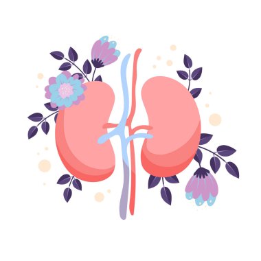 İnsan böbrekleri, çiçek açan ve bahar bitkileri olan idrar yolu iç organı. Çiçek desenli sağlıklı böbrekler, sanatsal üroloji ve nefroloji anatomisi çizelgesi çizimi
