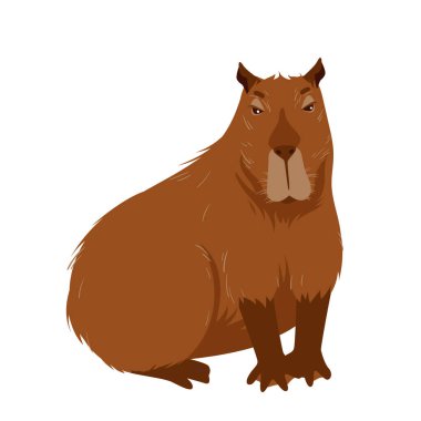 Tatlı Capybara oturuyor. Kahverengi kürklü, pençeli, komik yüzlü, yemek bekleyen tembel şişman kapibara, tropikal yağmur ormanı çizim çizimlerinden vahşi kapibarenin ön portresi