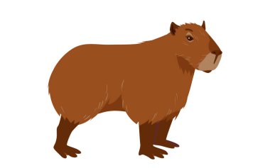 Tatlı Capybara ayakta duruyor. Kahverengi kürklü ve pençeli vahşi kemirgen hayvan portresi, komik hayvan ağızlığı, hayvanat bahçesinden şişman bebek kapibara ya da tropikal gölet vektör çizimi