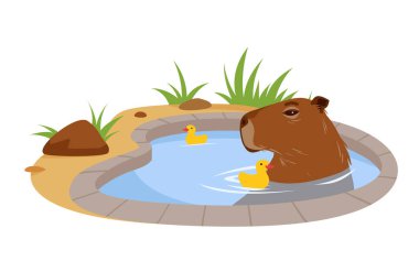 Şirin Capybara havuzda lastik sarı ördekler ile banyo yapıyor. Komik kahverengi yavru hayvan yüzüyor ve göletin mavi suyunun keyfini çıkarıyor, sevimli şişman kemirgen rahatlatıcı çizgi film çizimi
